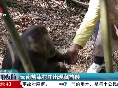 云南盐津村庄出现藏酋猴