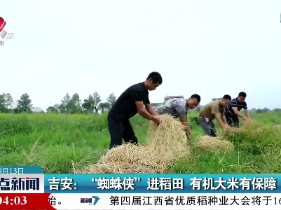 吉安：“蜘蛛侠” 进稻田 有机大米有保障