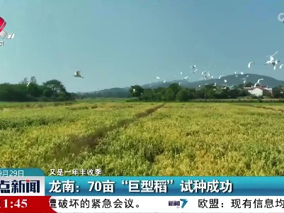 【又是一年丰收季】龙南：70亩“巨型稻”试种成功