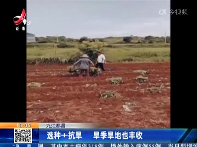 九江都昌：选种+抗旱 旱季旱地也丰收