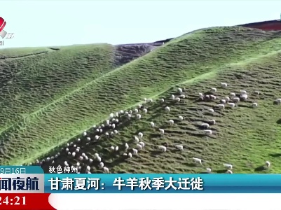 【秋色神州】甘肃夏河：牛羊秋季大迁徙