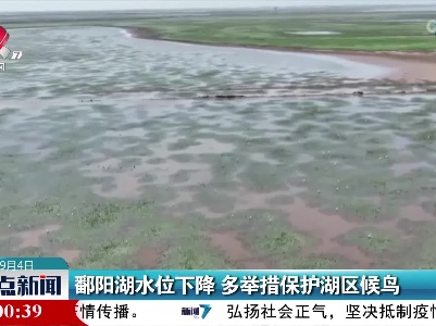 鄱阳湖水位下降 多举措保护湖区候鸟