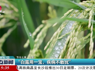 【节令之美·白露】“白露用一宝，疾病不敢扰”