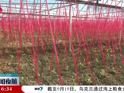 【乡村振兴进行时】蔬菜制种 增收新引擎