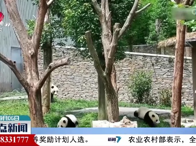 地震发生瞬间 大熊猫妈妈携幼崽跑到室外避险