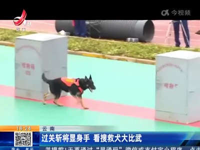 云南：过关斩将显身手 看搜救犬大比武