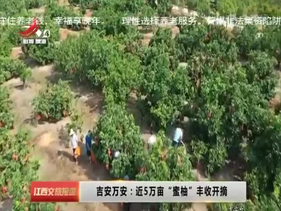 吉安万安：近5万亩“蜜柚