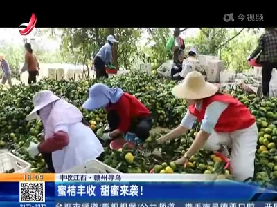 【丰收江西】赣州寻乌：蜜桔丰收 甜蜜来袭！