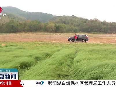 【防旱抗旱进行时】湖口：保护鄱阳湖湿地 为越冬候鸟护航