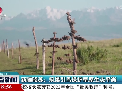 新疆昭苏：筑巢引鸟保护草原生态平衡