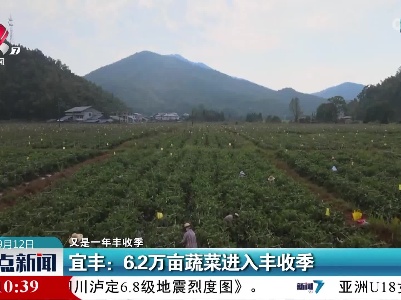 【又是一年丰收季】宜丰：6.2万亩蔬菜进入丰收季