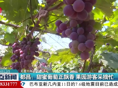 【又是一年丰收季】都昌：甜蜜葡萄正飘香 果园游客采摘忙