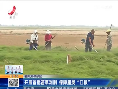 鄱阳湖保护区：开展首批苔草刈割 保障雁类“口粮”