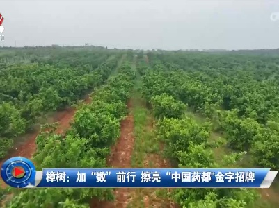 社会传真20220925 樟树：加“数”前行 擦亮“中国药都”金字招牌
