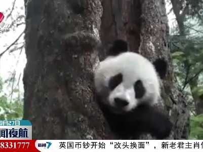 四川：野生熊猫幼崽树洞“卖萌”