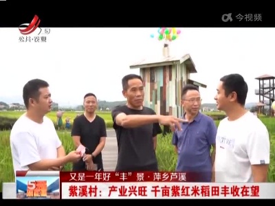 【又是一年好“丰”景·萍乡芦溪】紫溪村：产业兴旺 千亩紫红米稻田丰收在望