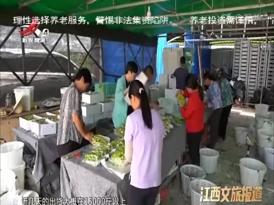 赣州兴国：“阳光玫瑰”喜获甜蜜丰收