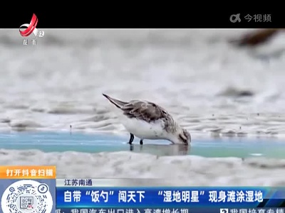 江苏南通：自带“饭勺”闯天下 “湿地明星” 现身滩涂湿地