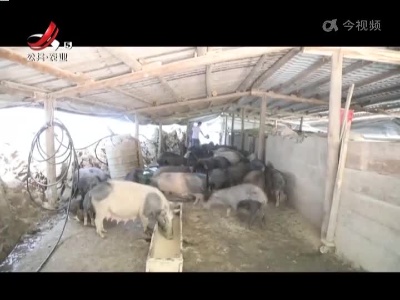 抚州广昌：野外放养藏香猪 林下拓宽致富路