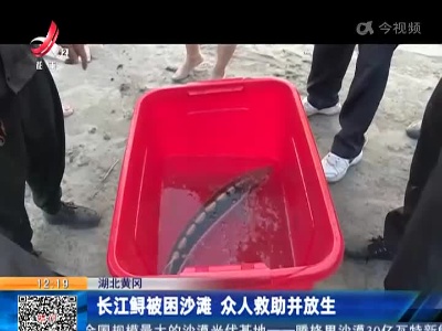 湖北黄冈：长江鲟被困沙滩 众人救助并放生
