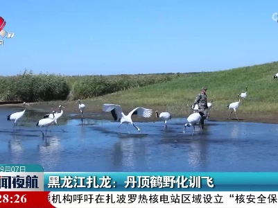黑龙江扎龙：丹顶鹤野化训飞
