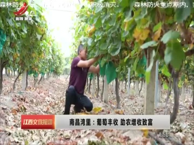 南昌湾里：葡萄丰收 助农增收致富