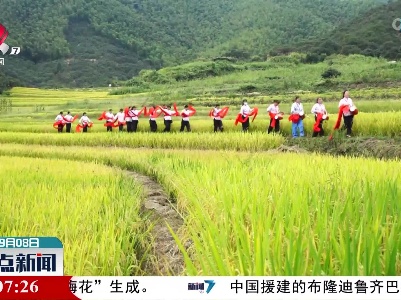 【又是一年丰收季】万安：金秋梯田稻飘香