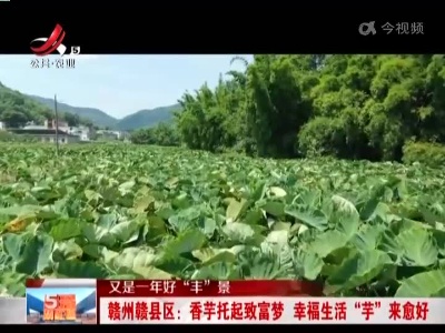 【又是一年好“丰”景】赣州赣县区：香芋托起致富梦 幸福生活“芋”来愈好