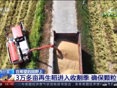 【在希望的田野上】江西分宜：3万多亩再生稻进入收割季 确保颗粒归仓