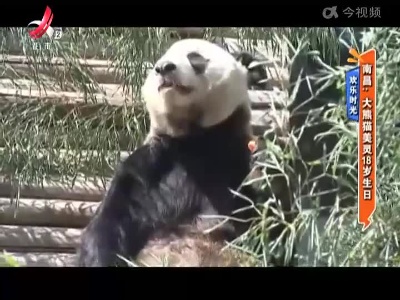 欢乐时光——南昌：大熊猫美灵18岁生日