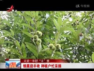 【又是一年好“丰”景】锥栗迎丰收 种植户忙采摘