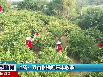 【又是一年丰收时】上高：万亩柑橘迎来丰收季