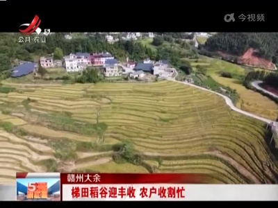 赣州大余：梯田稻谷迎丰收 农户收割忙