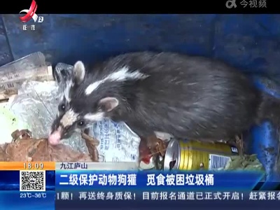 九江庐山：二级保护动物狗獾 觅食被困垃圾桶