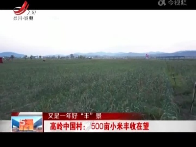 【又是一年好“丰”景】高岭中国村：500亩小米丰收在望