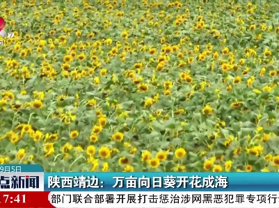 陕西靖边：万亩向日葵开花成海