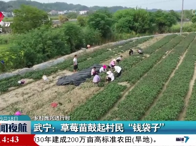 【乡村振兴进行时】武宁：草莓苗鼓起村民“钱袋子”