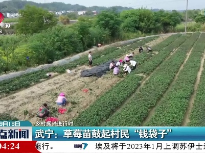 【乡村振兴进行时】武宁：草莓苗鼓起村民“钱袋子”