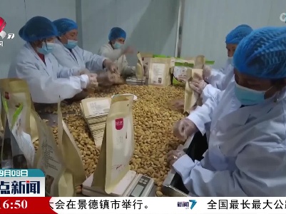 新疆：莎车的巴旦姆开始采摘了