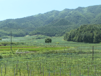 抚州资溪古树名木保护加速乡村旅游崛起