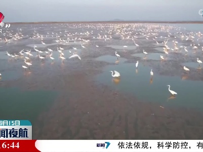 鄱阳湖湿地白鹭翔集