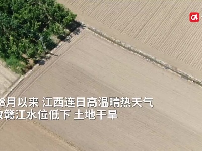 探访凌晨的批发市场：蔬菜调运有保障，市民“菜篮子”提得稳