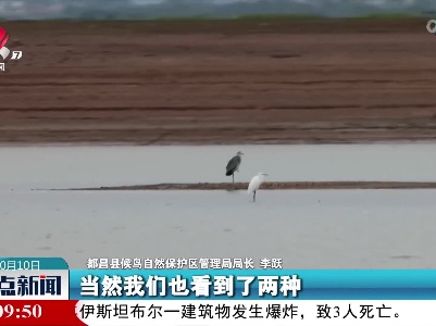 4000只水鸟迁抵鄱阳湖都昌湖区