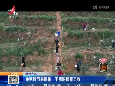 赣州寻乌：金秋时节果飘香 千亩甜柿喜丰收