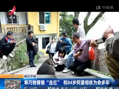 浙江宁波：乖巧独臂猴“走红” 和84岁阿婆相依为命多年