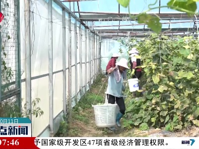 【乡村振兴进行时】会昌县西江镇：越夏果蔬 致富新路