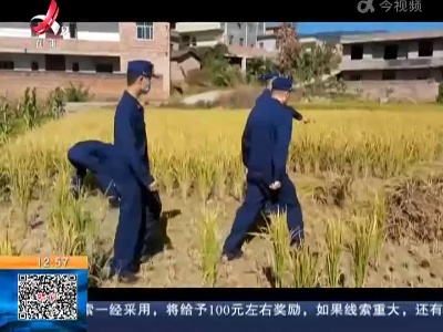 【赣闻天下】赣州宁都：消防员帮老人收稻子 3天农活2小时干完
