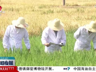水稻育种新发现！ 我省科研团队找到提高水稻氮肥利用率新促生菌