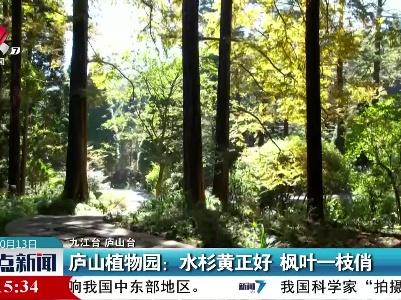 庐山植物园：水杉黄正好 枫叶一枝俏