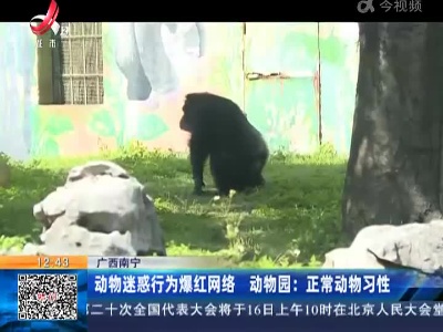 广西南宁·动物迷惑行为爆红网络 动物园：正常动物习性